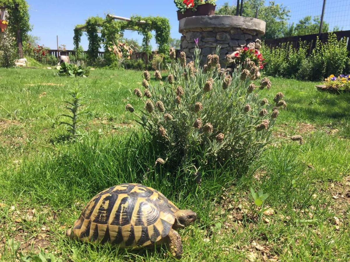 Vila Kuca Za Odmor Joko I Jeka Bogatić Exteriér fotografie